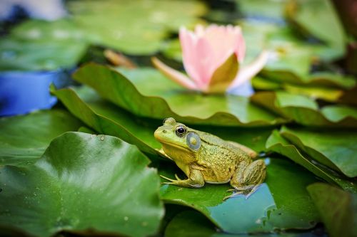 bull frog green pond