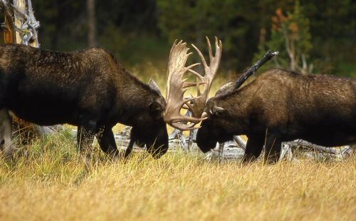 bull moose sparring portrait