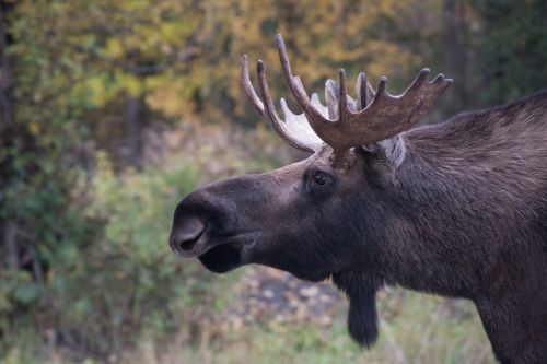 bull moose portrait close up
