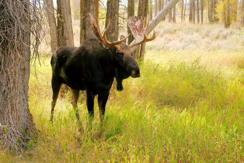 bull moose  moose  elk