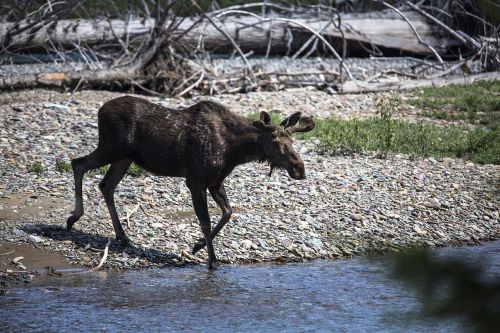bull moose young wildlife