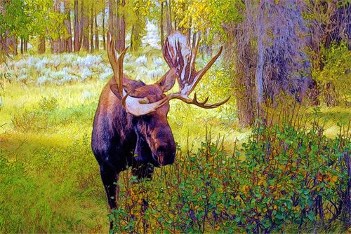 bull moose at gros ventre  moose  elk