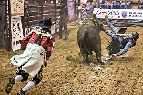 bull rider  bull  rodeo