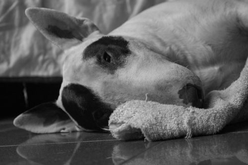 bull terrier dog black and white