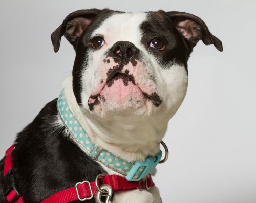bulldog dog portrait