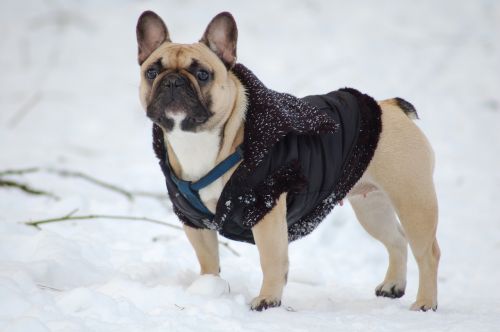 bulldog dog snow