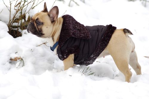 bulldog snow jacket