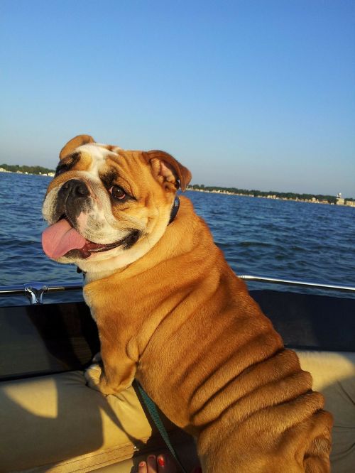 bulldog boat fishing boat