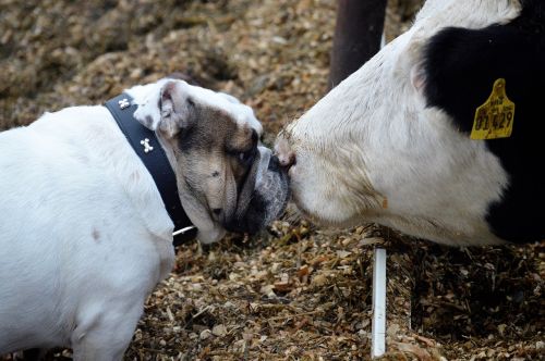 bulldog cow animal friendship