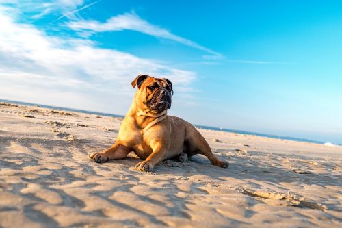 bulldog dog portrait