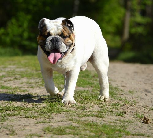 bulldog pet cute