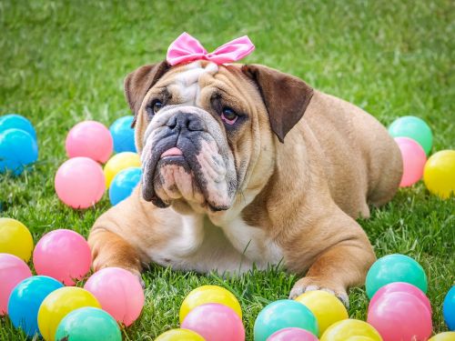 bulldog cute easter