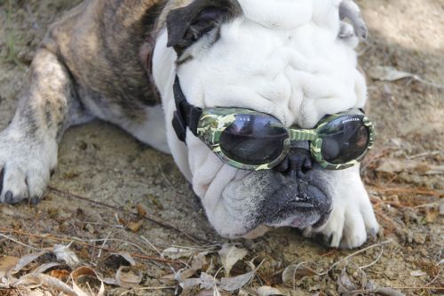 bulldog goggles dog