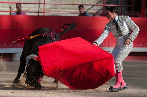 bullfight bulls arenas