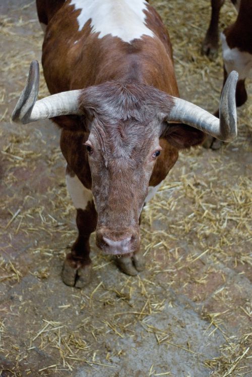 bullfight bull head