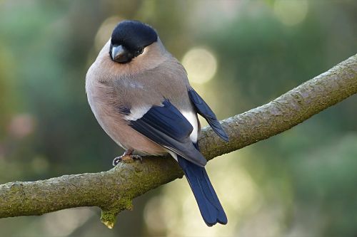 bullfinch pyrrhula bird