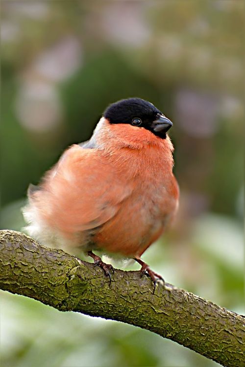 bullfinch pyrrhula bird