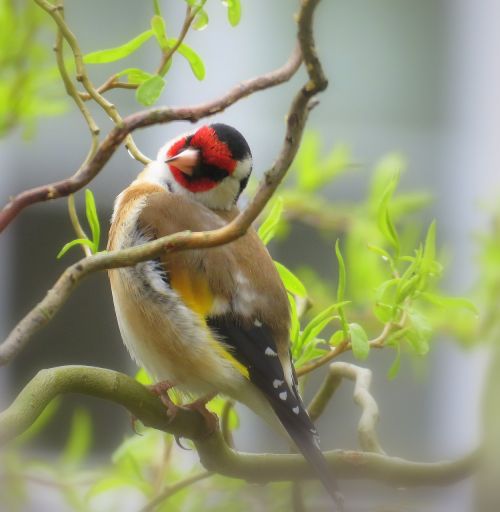 bullfinch english bird redhead