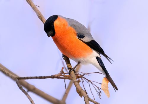 bullfinch bird bird watching