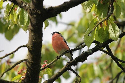 bullfinch  gimpel  pyrrhula