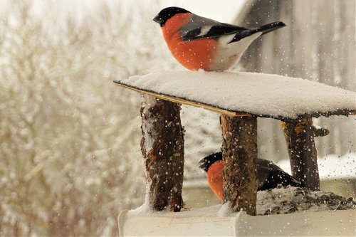 bullfinch  birds  winter