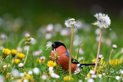 bullfinch  food  eat