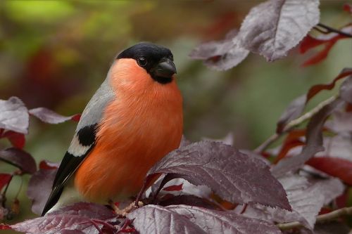 bullfinch bird sitting