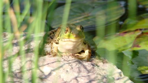 bullfrog amphibian toad