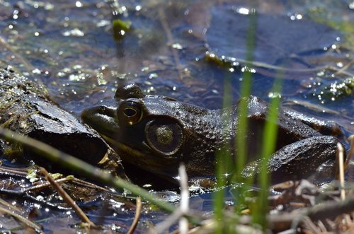 bullfrog  frog  pond