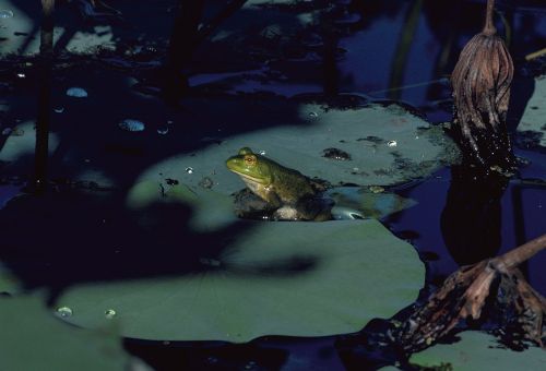 bullfrog amphibian frog