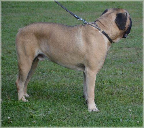 Bullmastiff 02