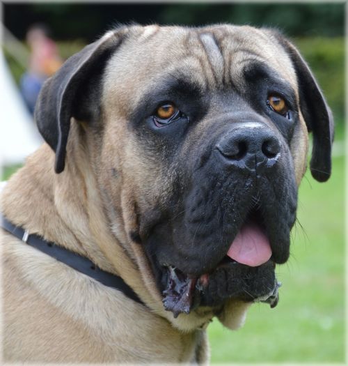 Bullmastiff 03