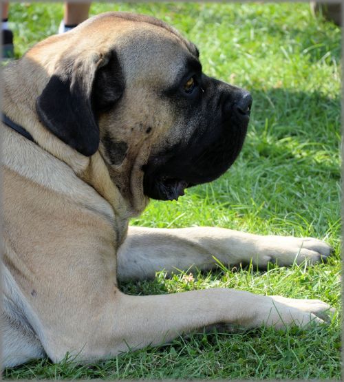 Bullmastiff 05