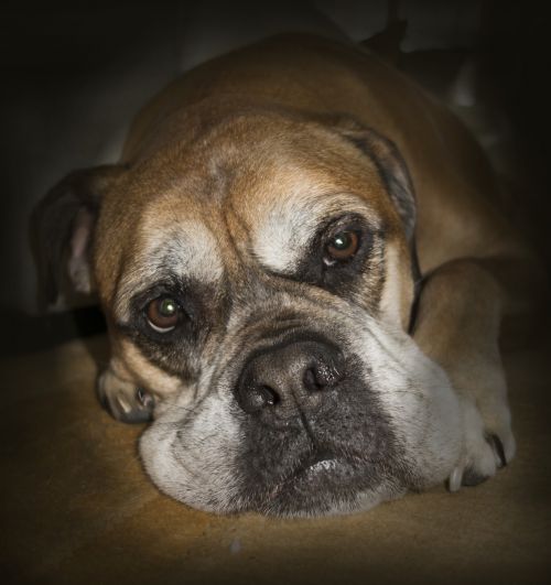 bullmastiff animals close up