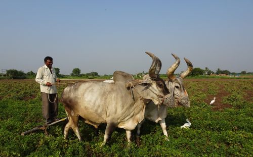 bullock ox plough