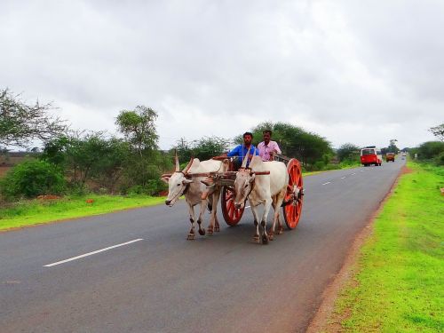 bullock cart karnataka india