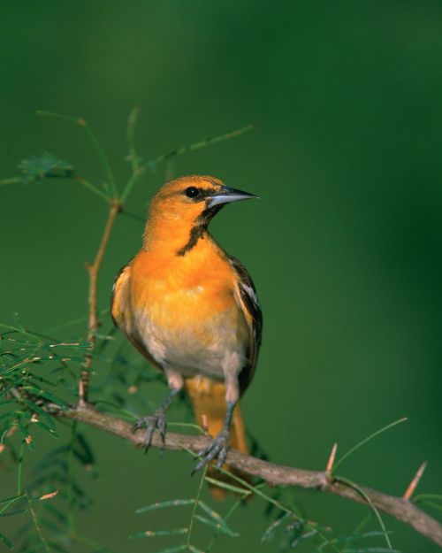 bullocks oriole bird perched