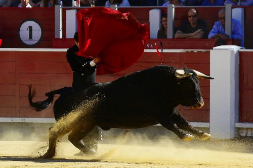 bulls torero spain