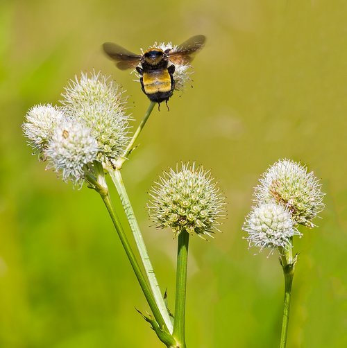 bumble  bumbler  bee