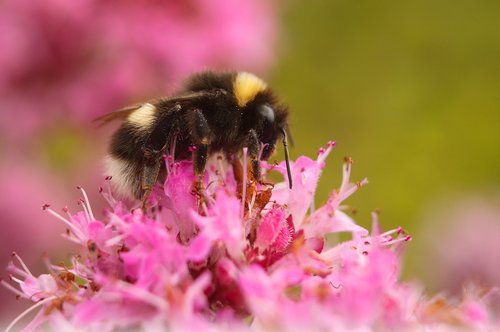 bumble  bee  bumblebee