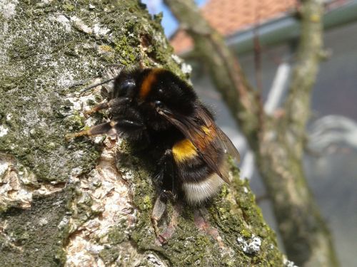 bumble-bee tree nature