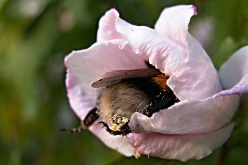 bumble-bee flower pollen