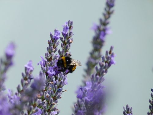 bumble-bee lavender flower