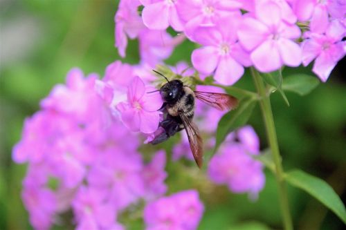 bumble bee flower bee