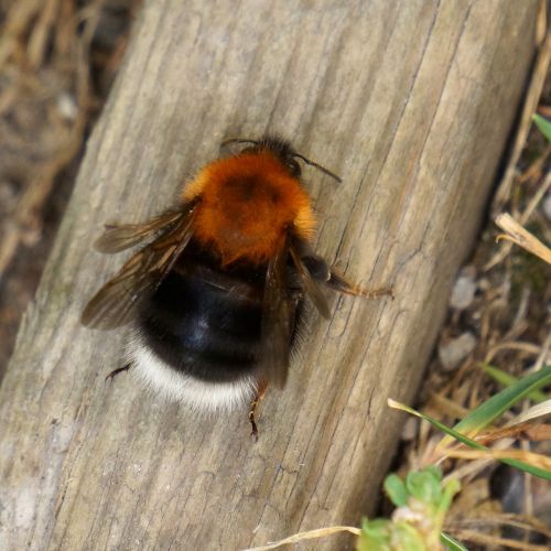 bumble-bee bombus insect
