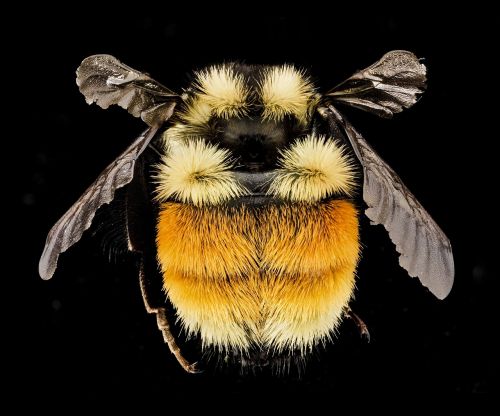 bumble bee insect macro