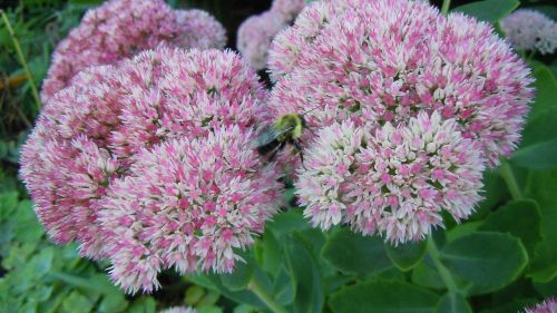 bumble bee bee flower
