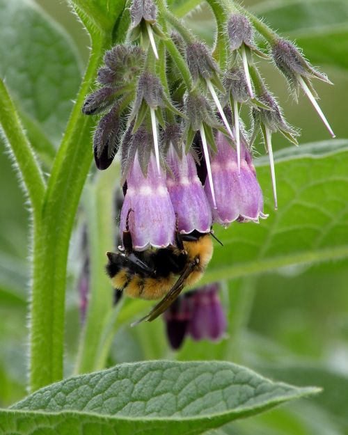 bumble bee bee flower