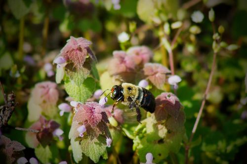 bumble bee bees pollen