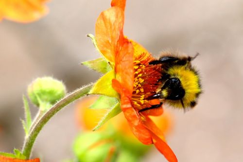bumble bee bumblebee flower